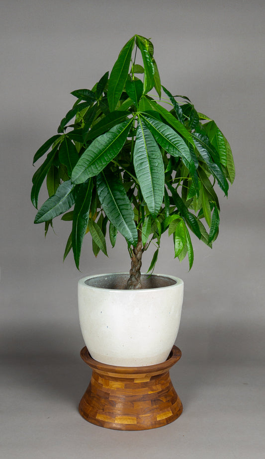 segmented plant stand